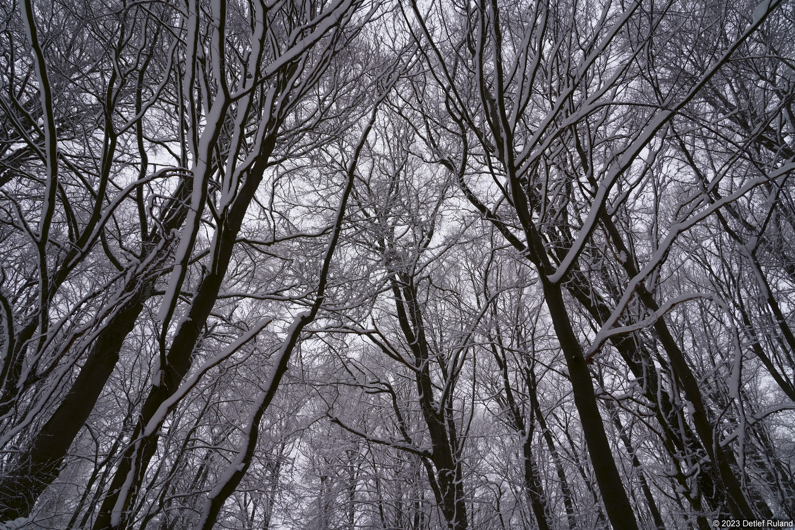 Schnee im Wald # 5