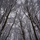 Schnee im Wald # 5