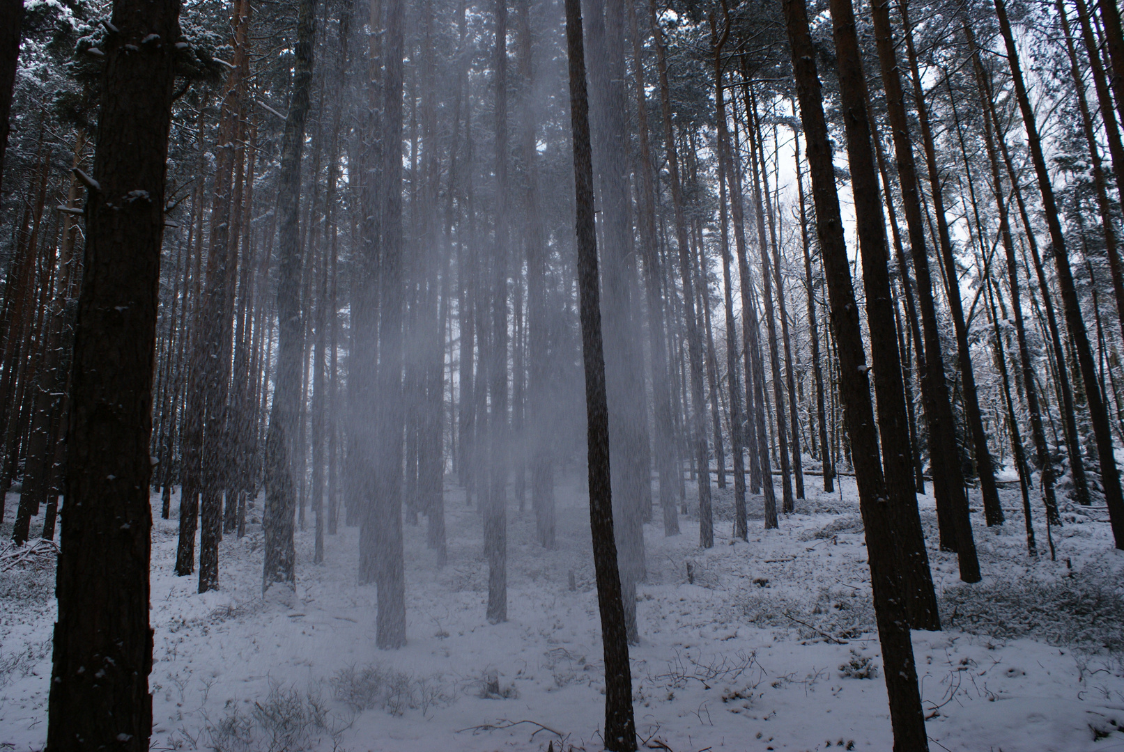 Schnee im Wald