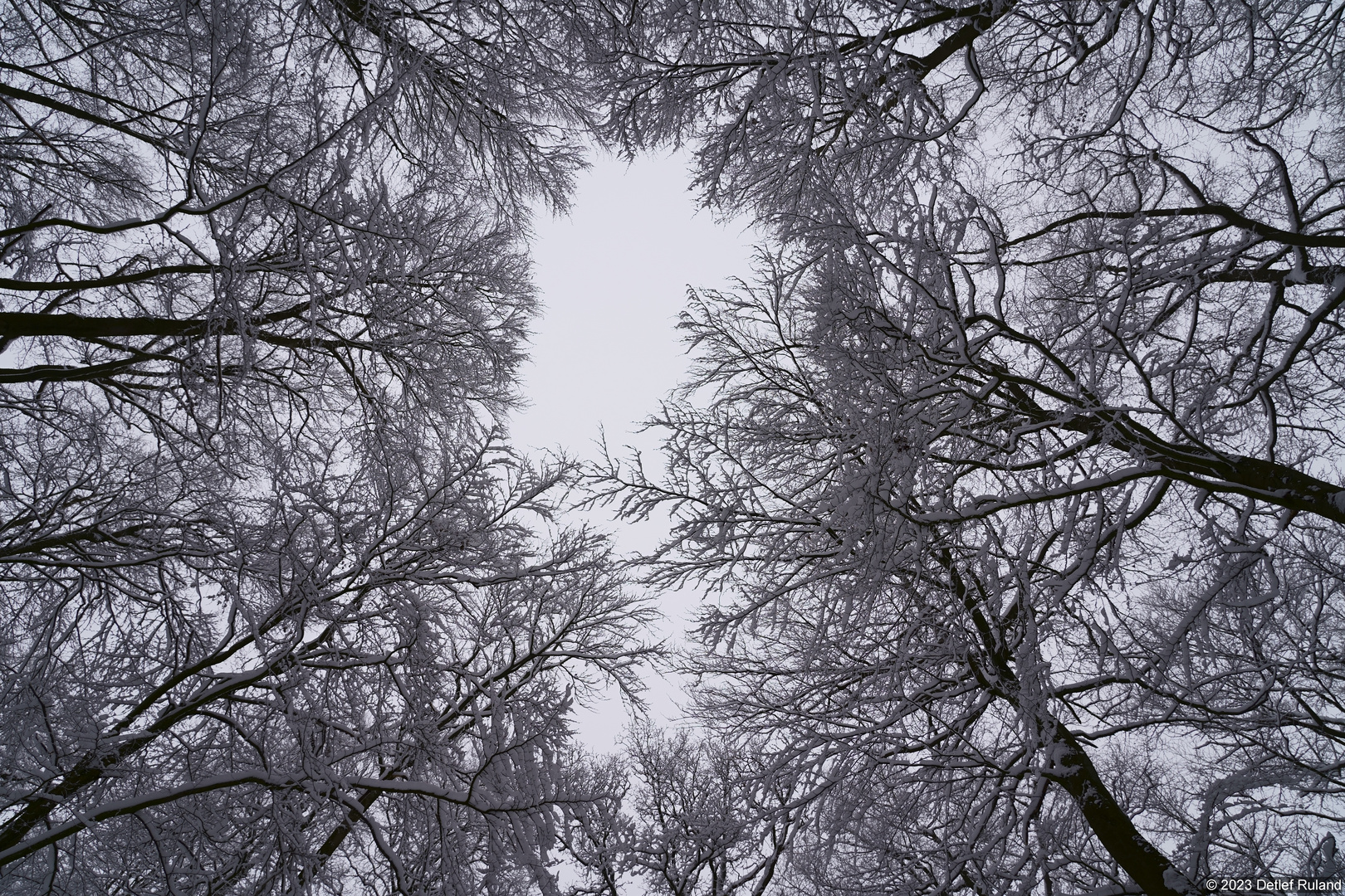 Schnee im Wald # 7
