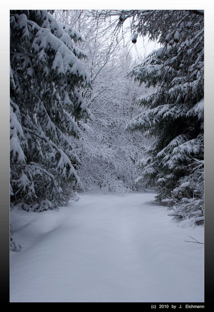 Schnee im Wald