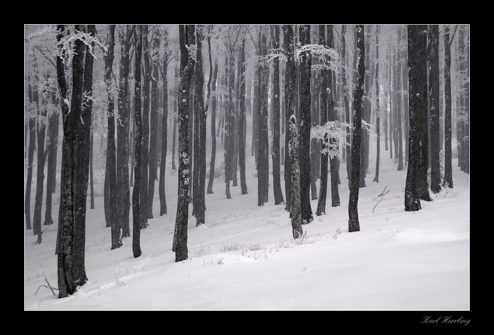 Schnee im Wald