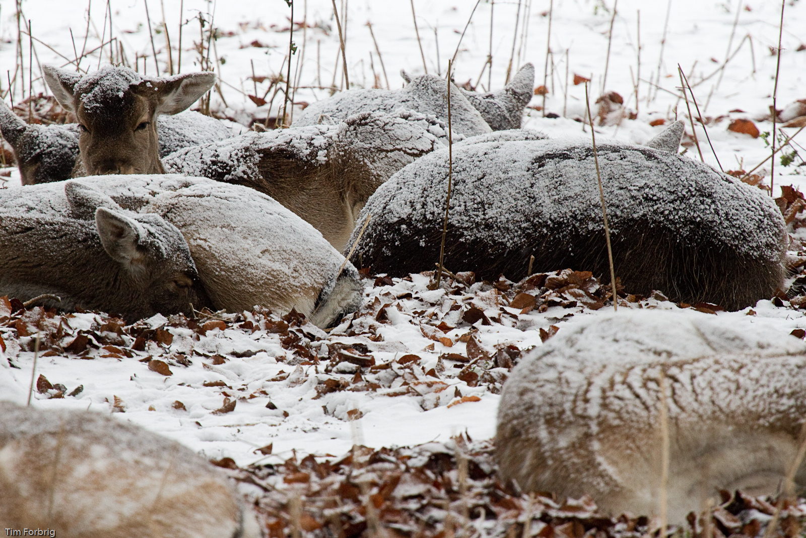 Schnee im Wildpark II