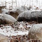 Schnee im Wildpark II