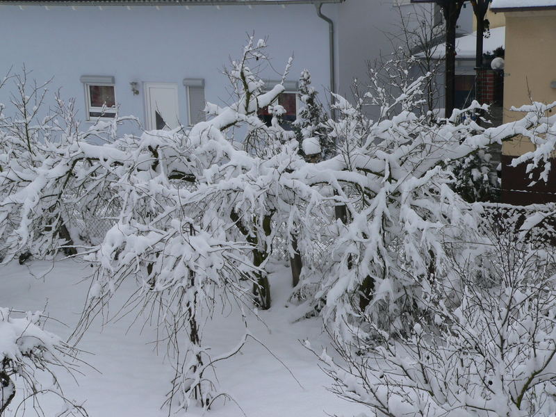 Schnee im Winter