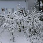 Schnee im Winter