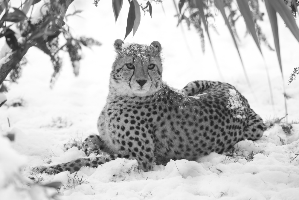 schnee im zoo