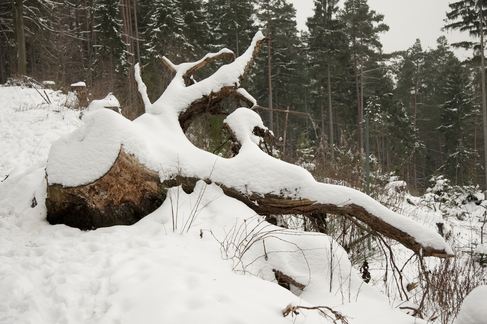 Schnee imWald 3