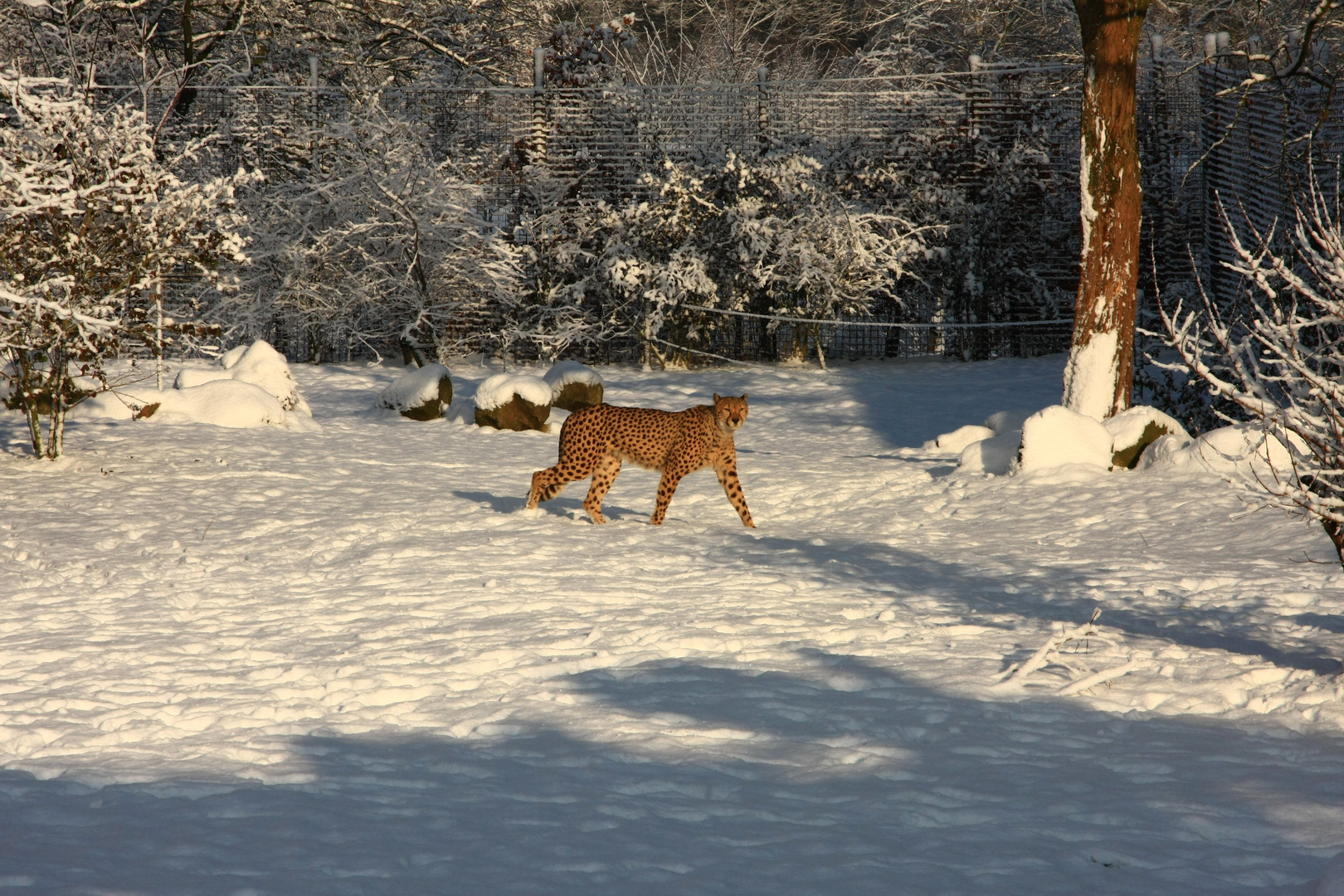 Schnee in Afrika -Gepard im Schnee