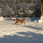 Schnee in Afrika -Gepard im Schnee