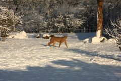 Schnee in Afrika -Gepard im Schnee
