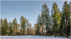 Schnee in den Heeder Tannen
