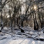 Schnee in den Rheinauen