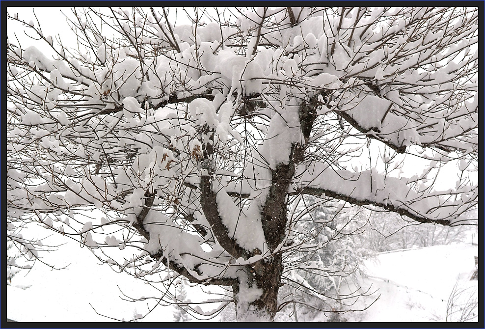 Schnee in den Zweigen