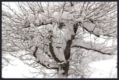 Schnee in den Zweigen
