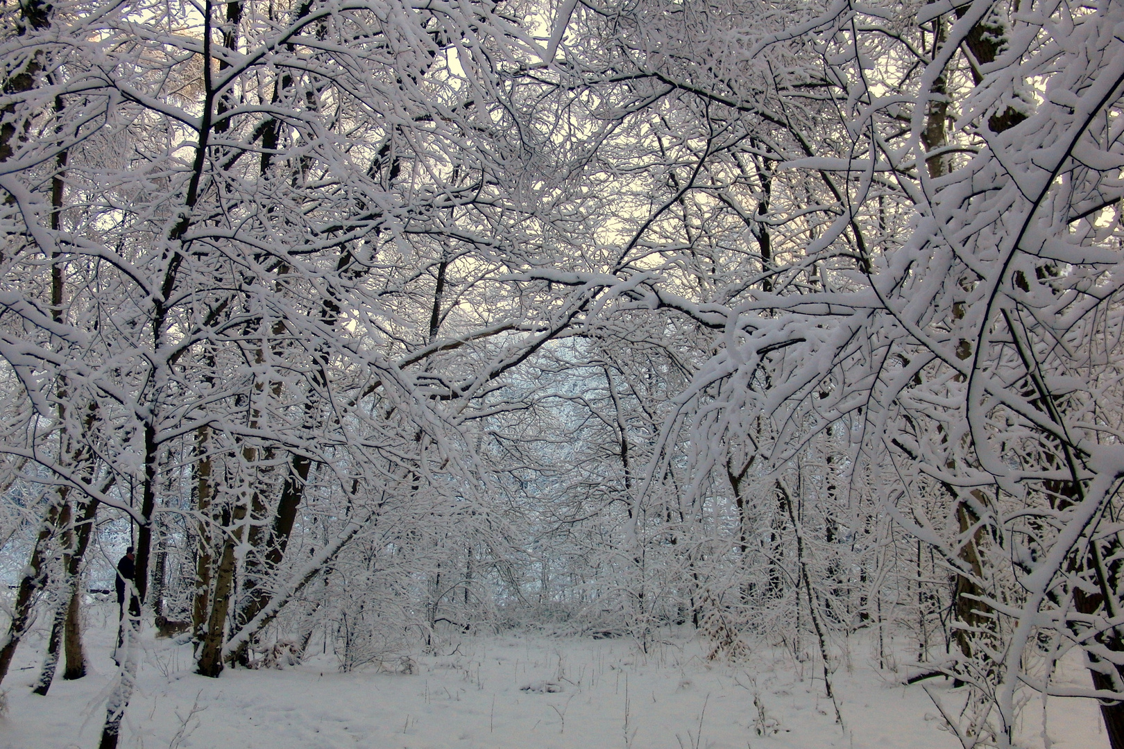 Schnee  in den Zweigen