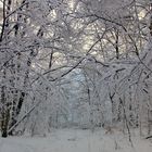 Schnee  in den Zweigen