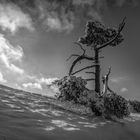 Schnee in der Eifler Wachholderheide