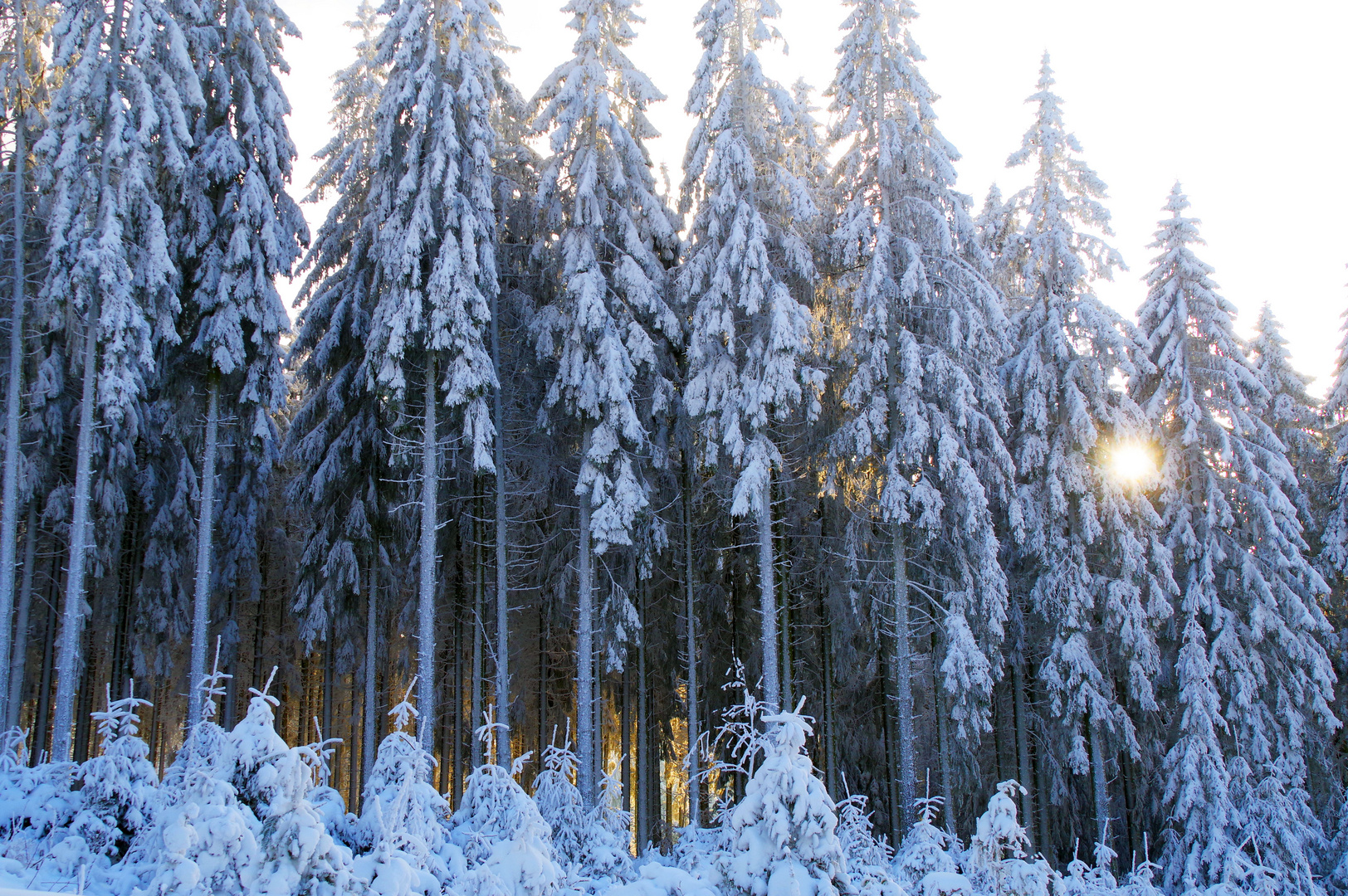 Schnee in der Hocheifel (bei Hellenthal-Neuhaus)