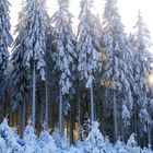 Schnee in der Hocheifel (bei Hellenthal-Neuhaus)