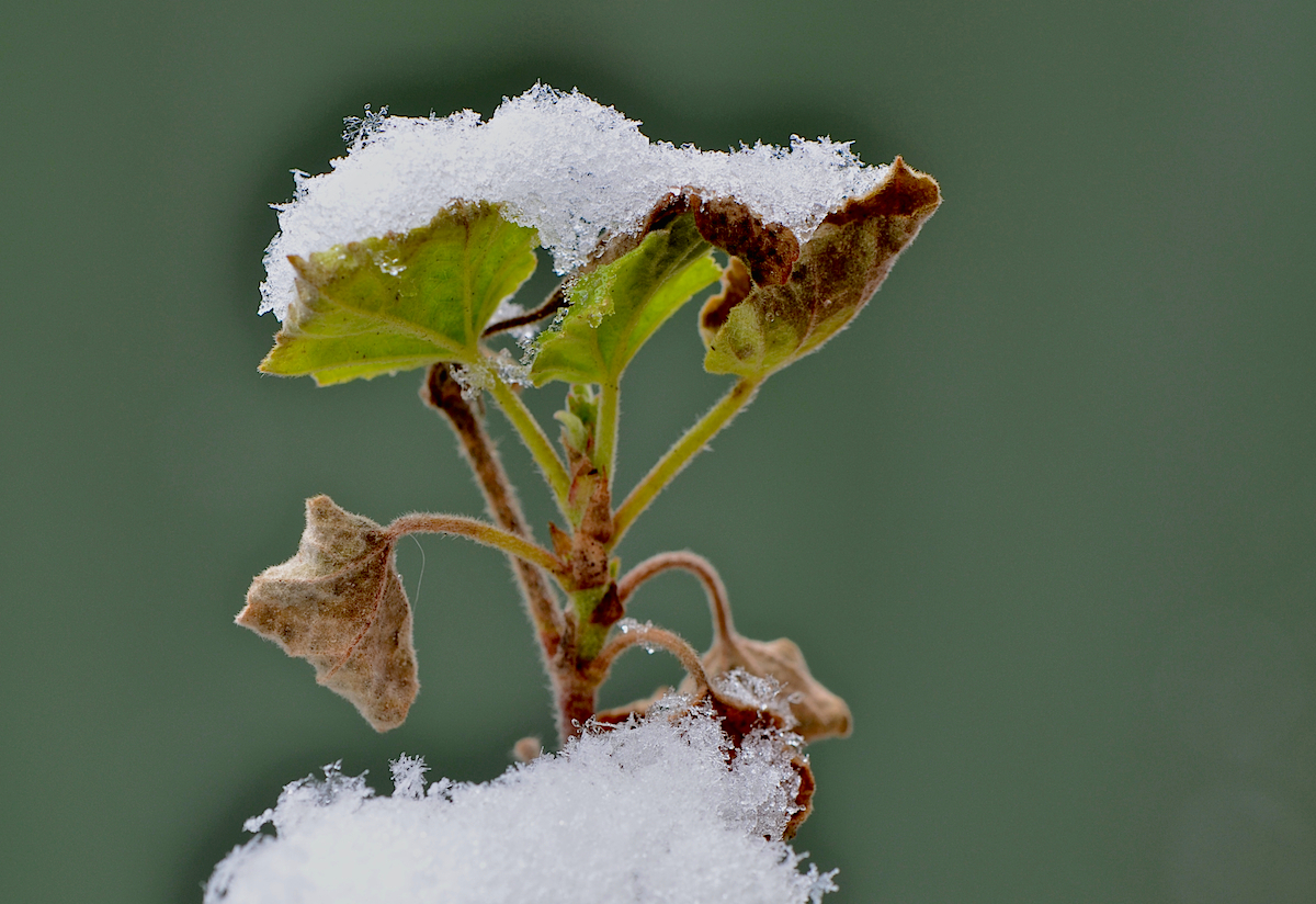 Schnee in der Malve