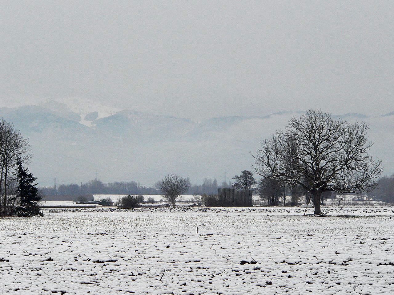 Schnee in der Rheinebene