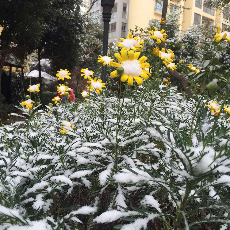 Schnee in der Stadt des ewigen Frühlings