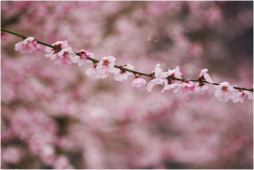 Schnee in Frühling