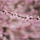 Schnee in Frühling