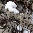 Schnee in Katzenberg