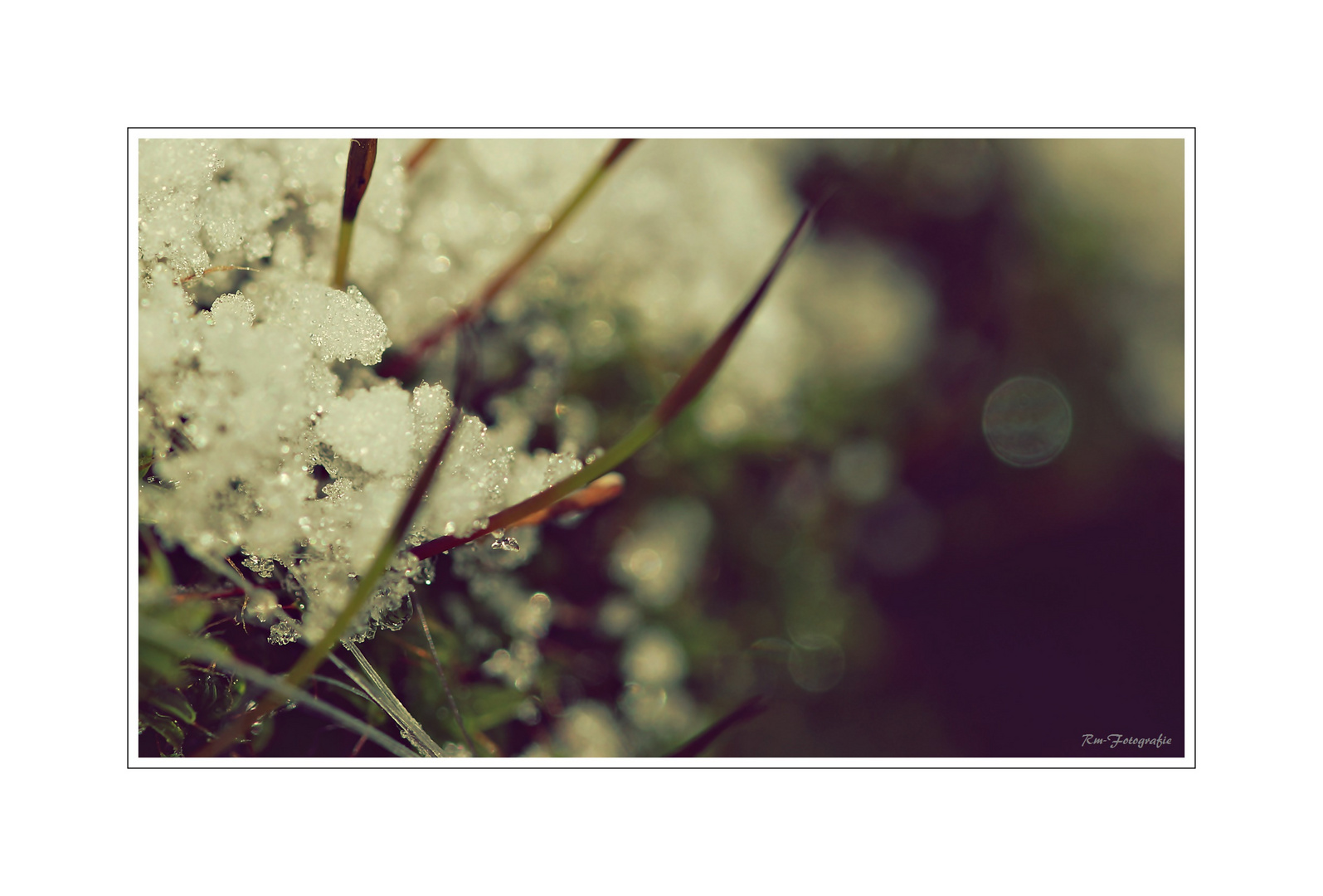 Schnee in Moossprossen