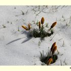 Schnee in Ostfriesland 2