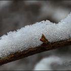 Schnee in Reinwald's Garten