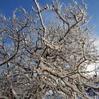 Schnee in Schwarzenbach