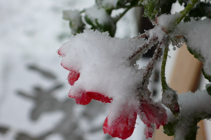 Schnee in September