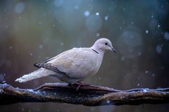 "Schnee ist auch nur Wasser",...
