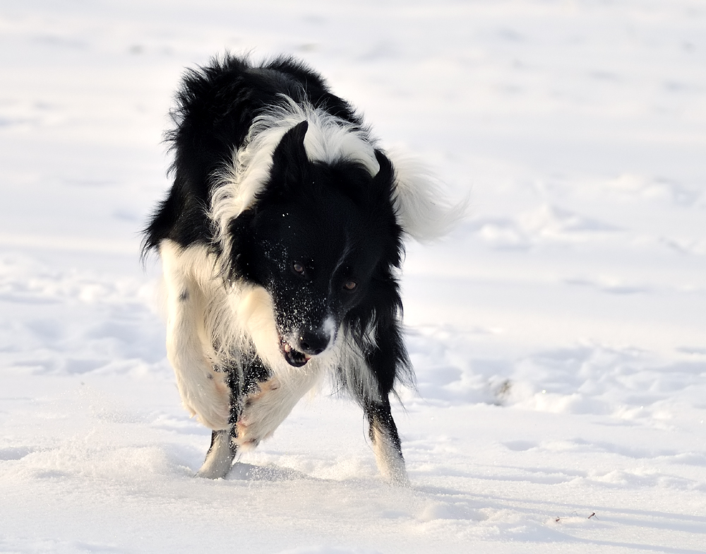 Schnee ist einfach supi meint Snoopy