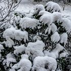  Schnee ist in Hamburg angekommen ...