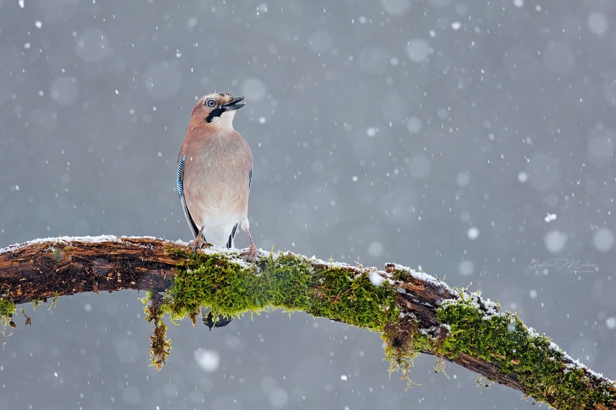 Schnee ist jetzt aktuell :)