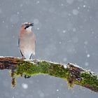 Schnee ist jetzt aktuell :)