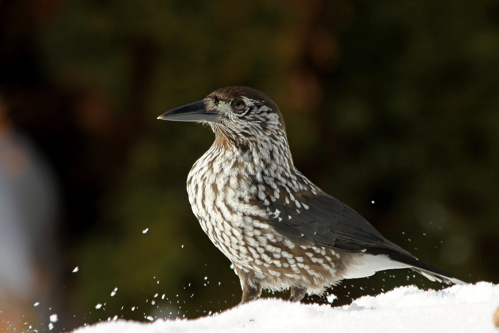 Schnee ist nicht meine Sache