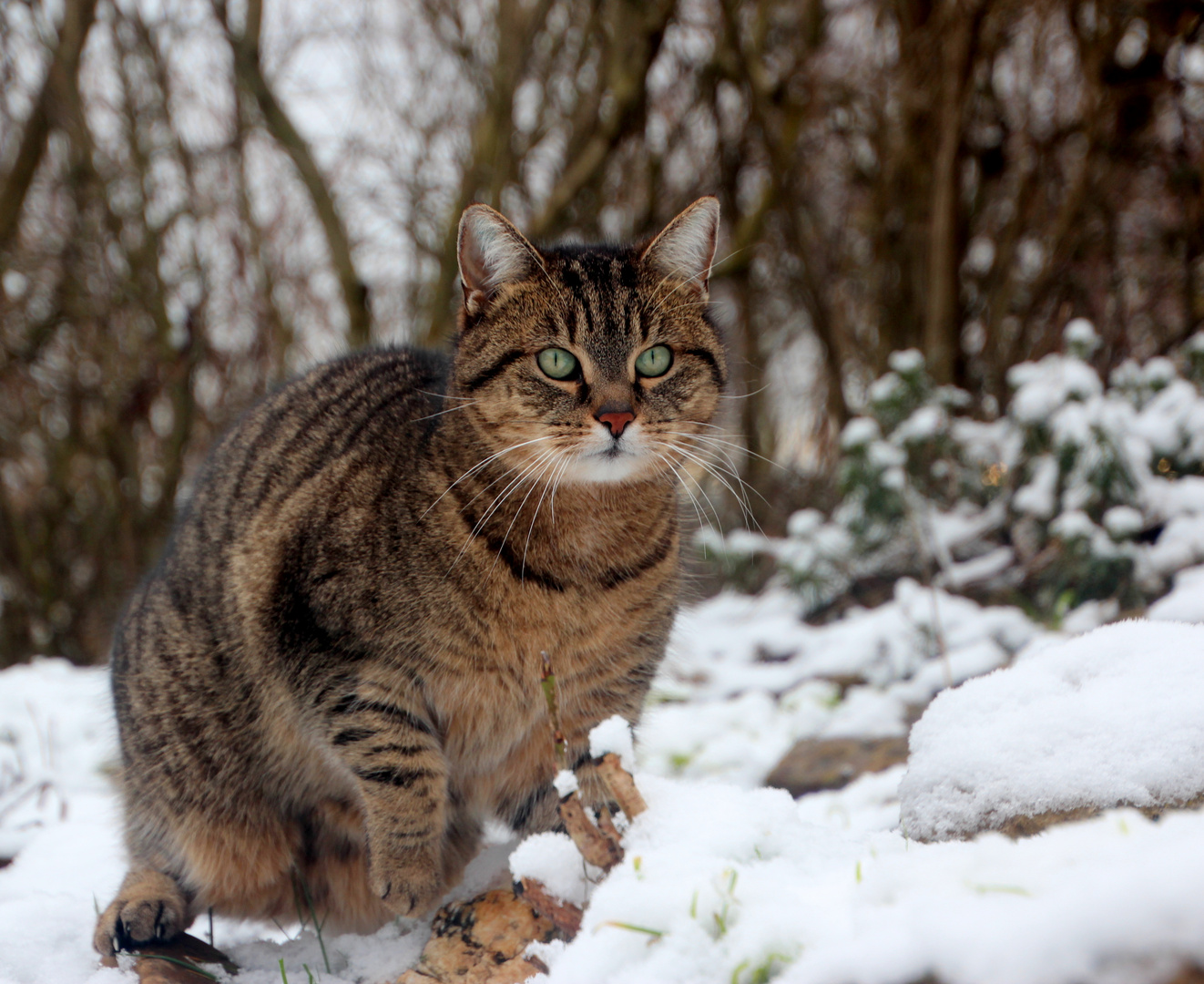 Schnee ist überhaupt nicht mein Element....