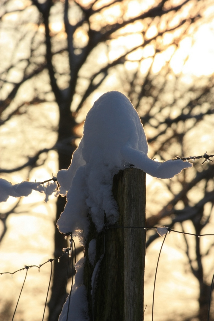 Schnee Jan. 2010