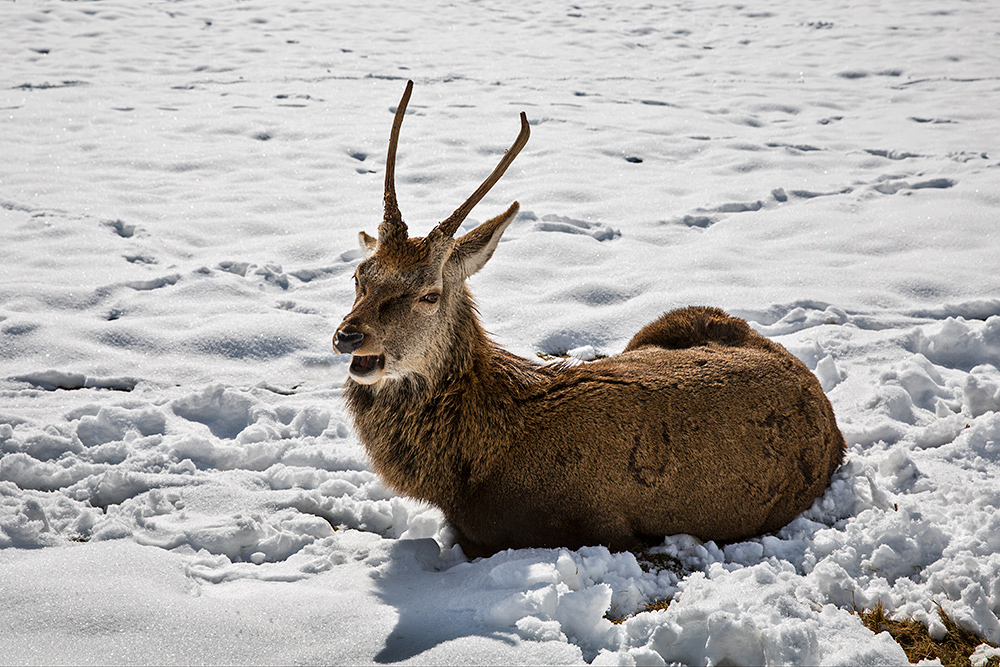 schnee juché