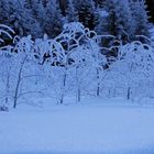 Schnee kann doch so schön sein :-)