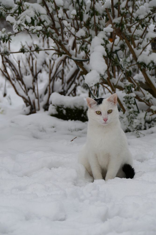 Schnee- Kater Foto & Bild | tiere, haustiere, katzen Bilder auf