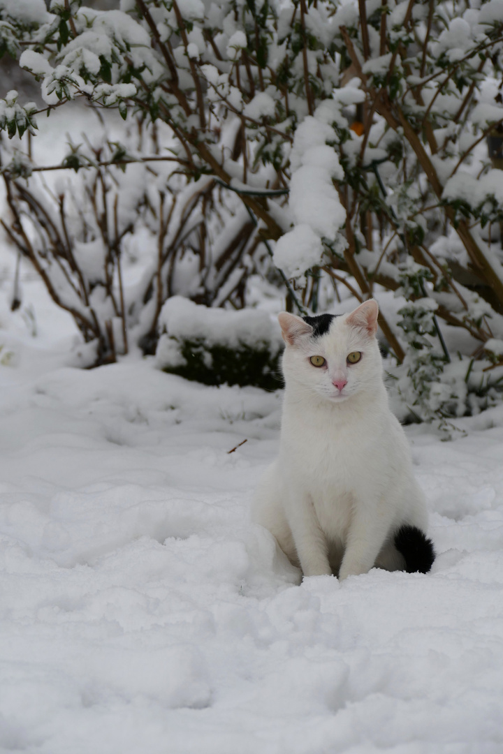 Schnee- Kater