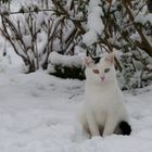 Schnee- Kater