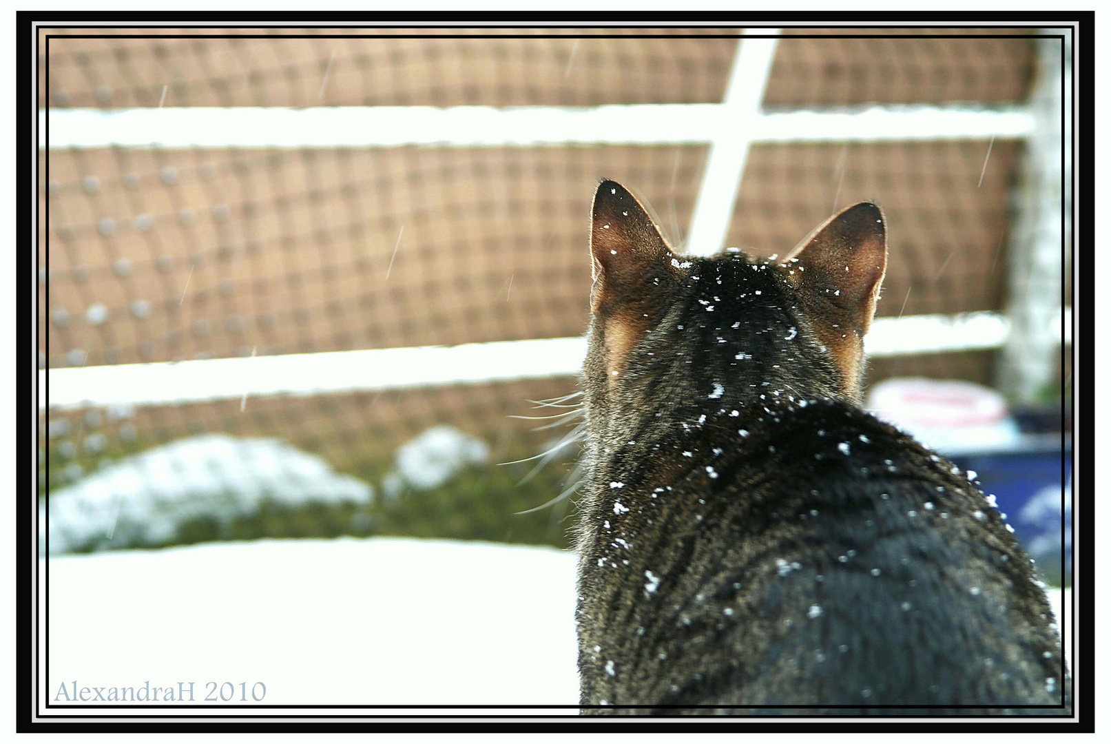 Schnee-Katze