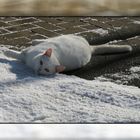 Schnee-Katze